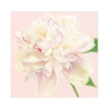Guardanapos Duchess Peonies