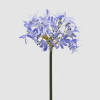 AGAPANTUS - 60cm