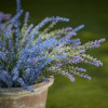 Lavanda - 40cm