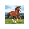 Guardanapos Cavalo