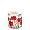 Vela Blooming amaryllis Pequena