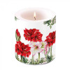 Vela Blooming amaryllis Grande