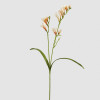 Fresias Salmão  - 65cm