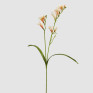 Fresias Salmão  - 65cm