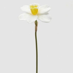 Narciso Branco  - 40cm