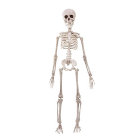 Esqueleto 50cm