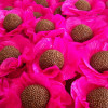 Forminhas Brigadeiro Flor Preta - Conj.40